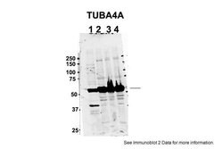 Invitrogen TUBA4A Polyclonal Antibody 100 μL; Unconjugated:Antibodies,