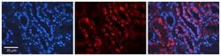 Invitrogen AIF Polyclonal Antibody 100 &mu;L; Unconjugated:Antibodies,