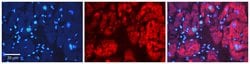 Invitrogen AIF Polyclonal Antibody 100 &mu;L; Unconjugated:Antibodies,