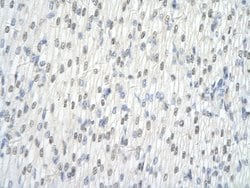 Invitrogen hnRNP L Polyclonal Antibody 100 &mu;L; Unconjugated:Antibodies,