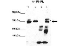 Invitrogen hnRNP L Polyclonal Antibody 100 &mu;L; Unconjugated:Antibodies,