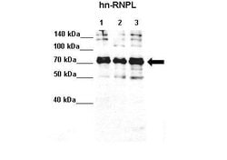 Invitrogen hnRNP L Polyclonal Antibody 100 &mu;L; Unconjugated:Antibodies,