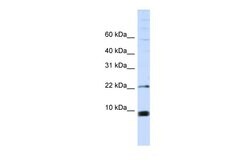 Invitrogen SNRPF Polyclonal Antibody 100 &mu;L; Unconjugated:Antibodies,