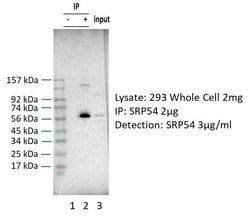 Invitrogen SRP54 Polyclonal Antibody 100 &mu;L | Buy Online | Invitrogen&trade; | Fisher Scientific