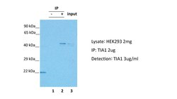 Invitrogen TIA-1 Polyclonal Antibody 100 &mu;L; Unconjugated:Antibodies,