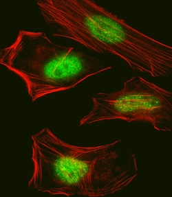 Invitrogen SUMO2/SUMO3 Polyclonal Antibody 400 &mu;L; Unconjugated:Antibodies,