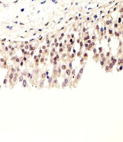 Invitrogen SUMO2/SUMO3 Polyclonal Antibody 400 &mu;L; Unconjugated:Antibodies,