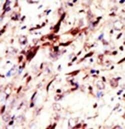 Invitrogen SUMO2/SUMO3 Polyclonal Antibody 400 &mu;L; Unconjugated:Antibodies,