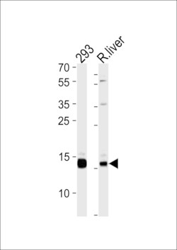 Invitrogen SUMO2/SUMO3 Polyclonal Antibody 400 &mu;L; Unconjugated:Antibodies,