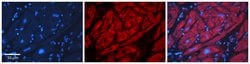 Invitrogen Alcohol Dehydrogenase 1B Polyclonal Antibody 100 &mu;L; Unconjugated:Antibodies,