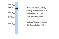Invitrogen Cytokeratin 1 Polyclonal Antibody 100 μL; Unconjugated:Antibodies,