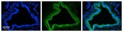 Invitrogen RhoD Polyclonal Antibody 100 &mu;L; Unconjugated:Antibodies,