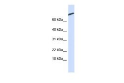 Invitrogen ARPP21 Polyclonal Antibody 100 &mu;L; Unconjugated:Antibodies,