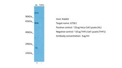 Invitrogen GTSE1 Polyclonal Antibody 100 &mu;L; Unconjugated:Antibodies,