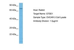 Invitrogen GTSE1 Polyclonal Antibody 100 &mu;L; Unconjugated:Antibodies,