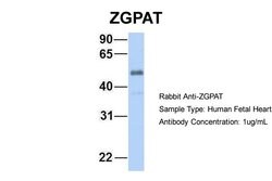 Invitrogen ZGPAT Polyclonal Antibody 100 &mu;L; Unconjugated:Antibodies,
