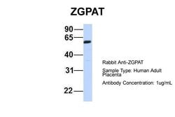 Invitrogen ZGPAT Polyclonal Antibody 100 &mu;L; Unconjugated:Antibodies,
