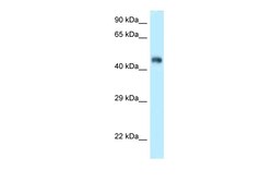 Invitrogen FBXL3 Polyclonal Antibody 100 &mu;L; Unconjugated:Antibodies,