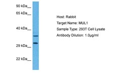 Invitrogen MUL1 Polyclonal Antibody 100 μL; Unconjugated:Antibodies,