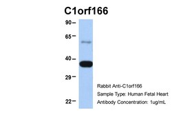Invitrogen MUL1 Polyclonal Antibody 100 μL; Unconjugated:Antibodies,