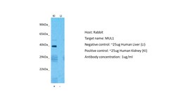 Invitrogen MUL1 Polyclonal Antibody 100 μL; Unconjugated:Antibodies,