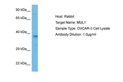 Invitrogen MUL1 Polyclonal Antibody 100 μL; Unconjugated:Antibodies,