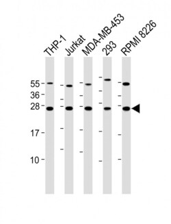 Invitrogen BAK Polyclonal Antibody 400 &mu;L; Unconjugated:Antibodies,