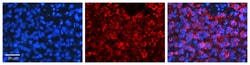 Invitrogen PSEN2 Polyclonal Antibody 100 &mu;L; Unconjugated:Antibodies,