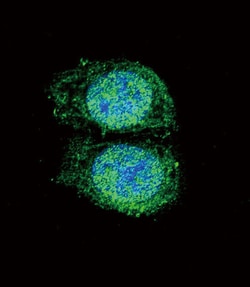 Invitrogen Bcl-2 Polyclonal Antibody 400 μL; Unconjugated:Antibodies,