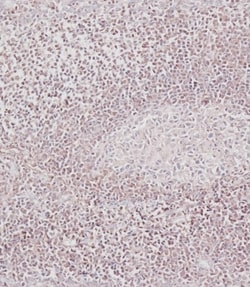 Invitrogen Bcl-2 Polyclonal Antibody 400 μL; Unconjugated:Antibodies,