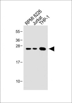Invitrogen Bcl-2 Polyclonal Antibody 400 μL; Unconjugated:Antibodies,