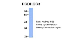Invitrogen PCDHGC3 Polyclonal Antibody 100 &mu;L; Unconjugated:Antibodies,