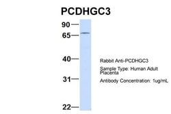 Invitrogen PCDHGC3 Polyclonal Antibody 100 &mu;L; Unconjugated:Antibodies,