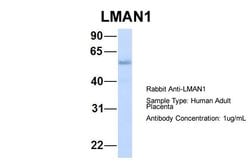 Invitrogen&trade;&nbsp;LMAN1 Polyclonal Antibody