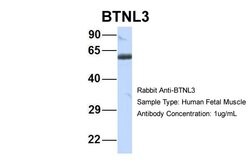 Invitrogen BTNL3 Polyclonal Antibody 100 μL; Unconjugated:Antibodies,