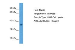 Invitrogen MMP23 Polyclonal Antibody 100 &mu;L; Unconjugated:Antibodies,
