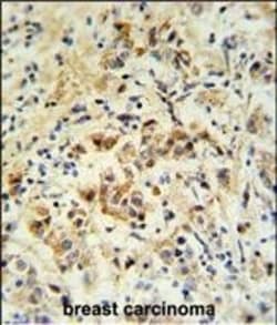 Invitrogen BID Polyclonal Antibody 400 &mu;L; Unconjugated:Antibodies,
