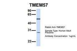 Invitrogen TMEM57 Polyclonal Antibody 100 &mu;L; Unconjugated:Antibodies,