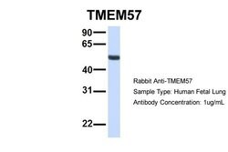 Invitrogen TMEM57 Polyclonal Antibody 100 &mu;L; Unconjugated:Antibodies,