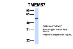 Invitrogen TMEM57 Polyclonal Antibody 100 &mu;L; Unconjugated:Antibodies,