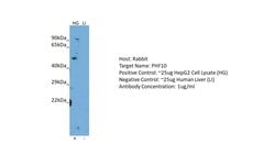 Invitrogen PHF10 Polyclonal Antibody 100 &mu;L; Unconjugated:Antibodies,