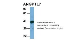 Invitrogen ANGPTL7 Polyclonal Antibody 100 &mu;L; Unconjugated:Antibodies,