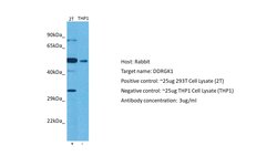 Invitrogen DDRGK1 Polyclonal Antibody 100 &mu;L | Buy Online | Invitrogen&trade; | Fisher Scientific