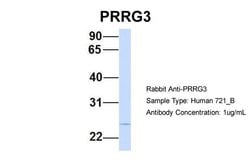 Invitrogen PRRG3 Polyclonal Antibody 100 μL; Unconjugated:Antibodies,