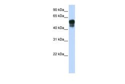 Invitrogen SPNS1 Polyclonal Antibody 100 μL; Unconjugated:Antibodies,