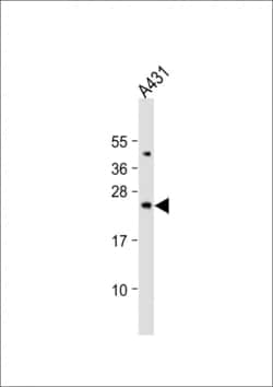 Invitrogen BAD Polyclonal Antibody 400 &mu;L; Unconjugated:Antibodies,