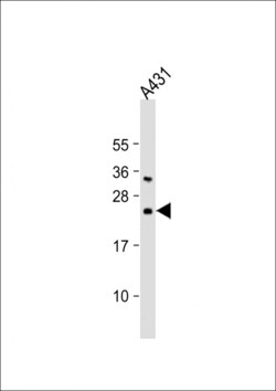 Invitrogen BAD Polyclonal Antibody 400 &mu;L; Unconjugated:Antibodies,