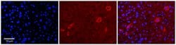 Invitrogen NPRL2 Polyclonal Antibody 100 &mu;L | Buy Online | Invitrogen&trade; | Fisher Scientific