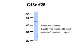 Invitrogen C18orf25 Polyclonal Antibody 100 &mu;L; Unconjugated:Antibodies,