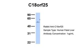 Invitrogen C18orf25 Polyclonal Antibody 100 &mu;L; Unconjugated:Antibodies,